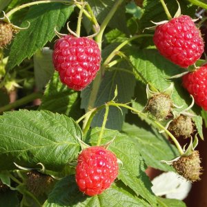 Malina červená, stálorodiaca (Rubus idaeus) ´POĽANA´ výška: 50-70 cm, kont. C1L 